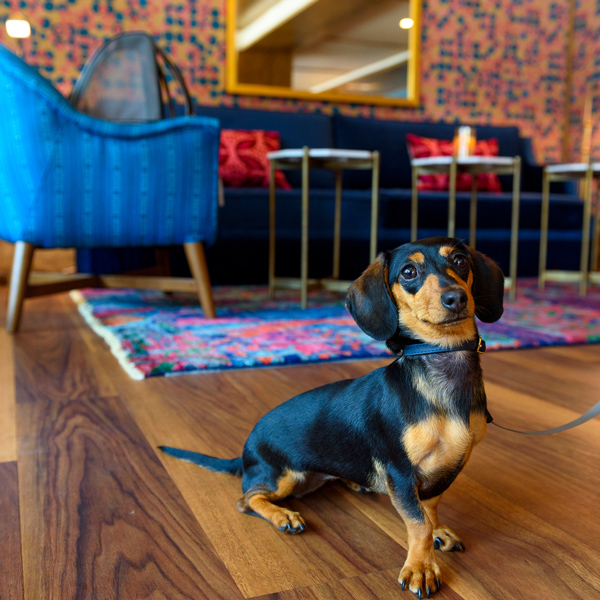 Dog in hotel lobby